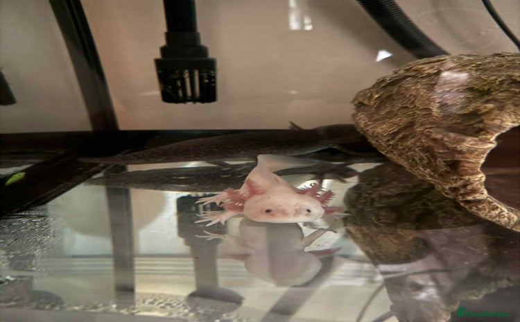 Other/Mixed Breed fish - Advert 4