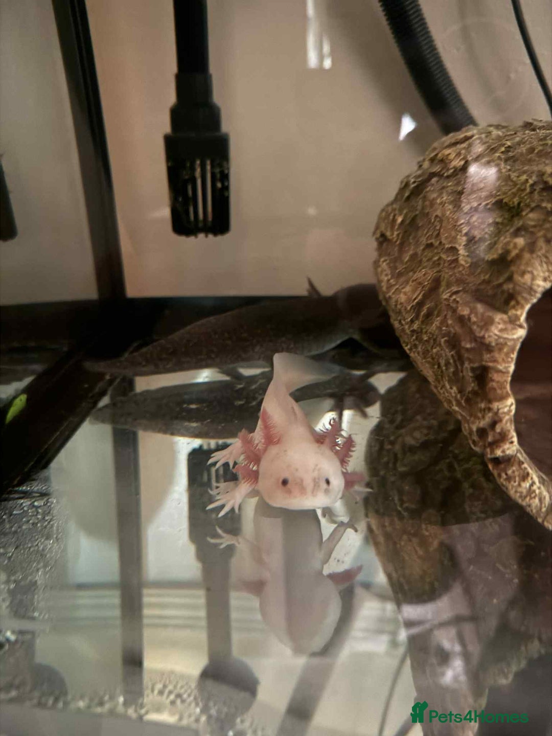 Other/Mixed Breed fish for sale: Axoltls  - Image 1