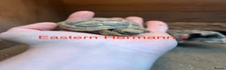 Tortoise reptiles for sale: Various Tortoises At Urban Exotics - Advert 2