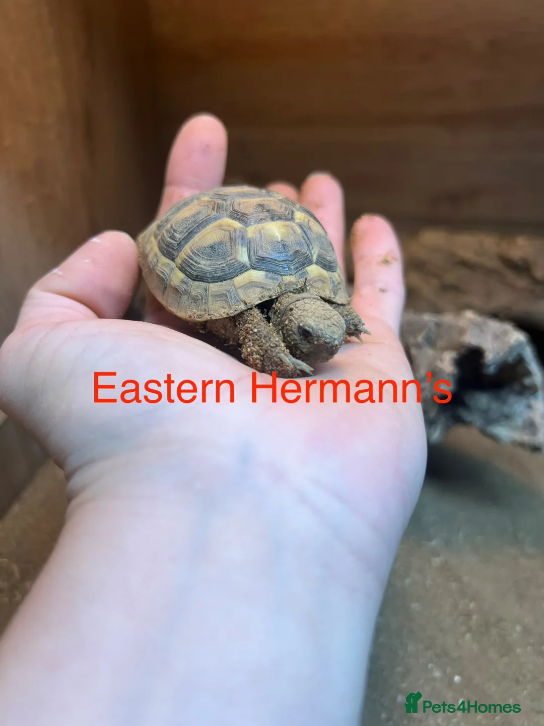 Tortoise reptiles for sale: Various Tortoises At Urban Exotics - Advert 2