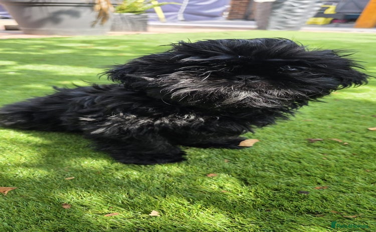 Shih Tzu dogs in Walsall - Advert 3