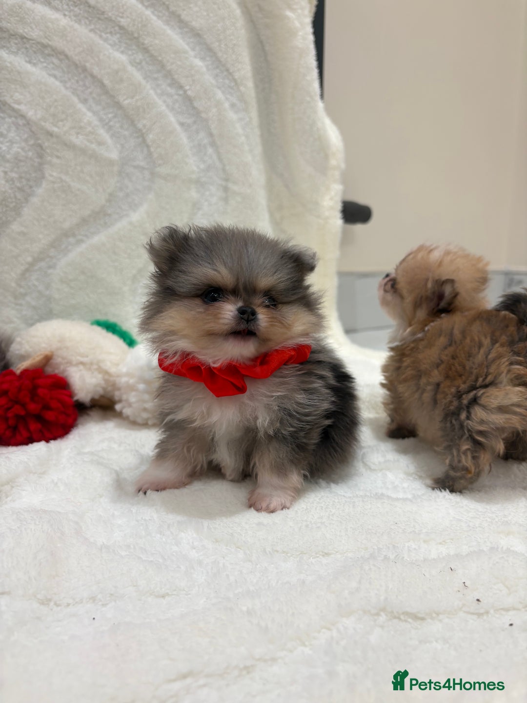 Pomeranian dogs for sale: RARE MINI MERLE FLUFFY POMERANIANS  - Advert 9