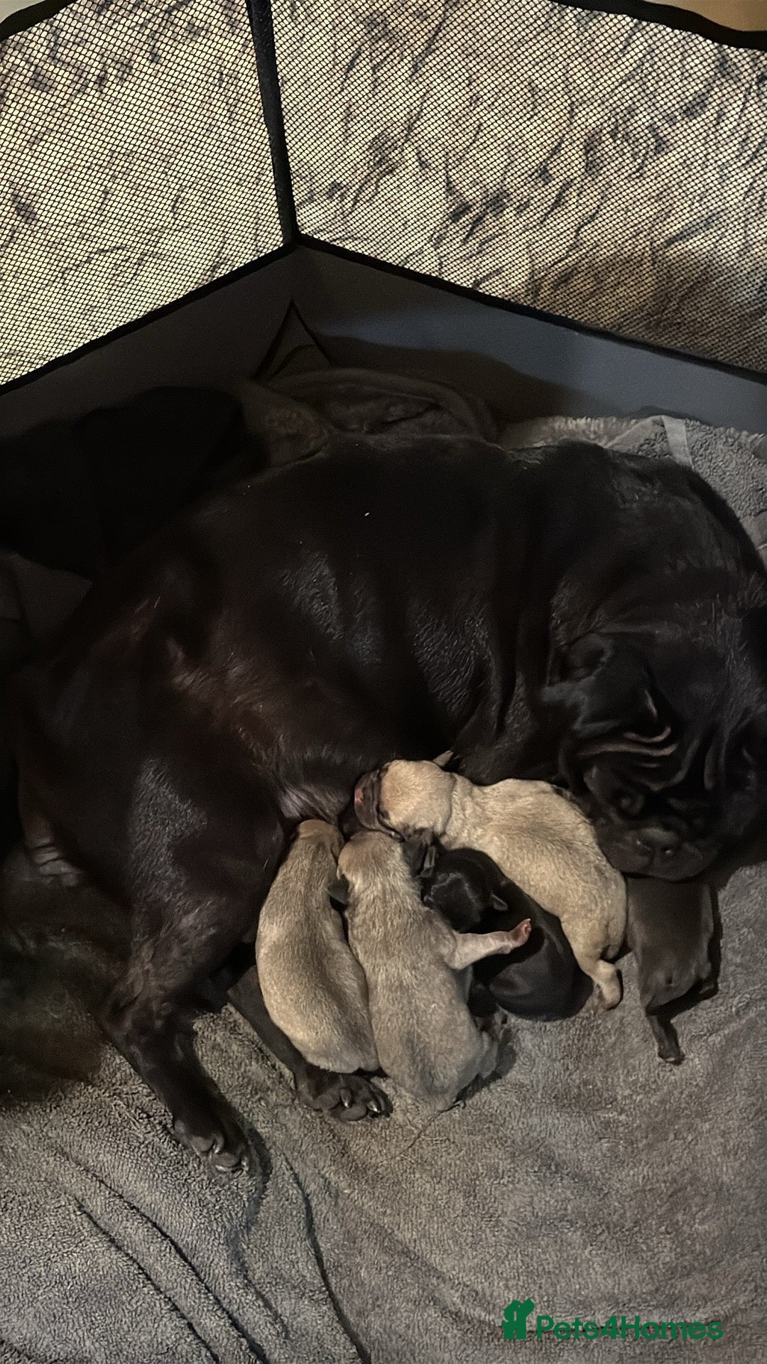 Frug dogs for sale: Pug cross frenchie - Image 7