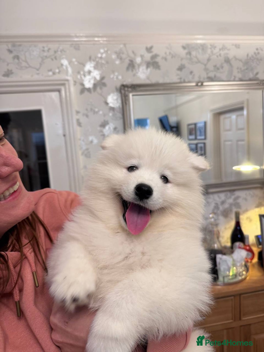 Samoyed dogs for sale: Samoyed - Advert 7