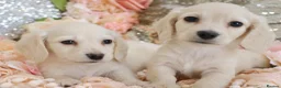 Miniature Dachshund dogs for sale: KC Cream Longhair Miniature Dachshund Puppies - Advert 14