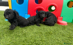 Mixed Breed dogs for sale: Stunning Daxipoo both parents kc,  health tested - Image 4