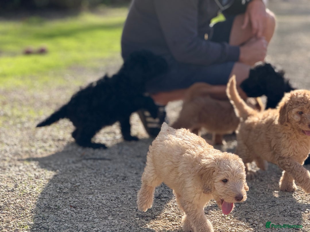 Labradoodle dogs for sale: F1b 3rd generation Labradoodles  - Image 15