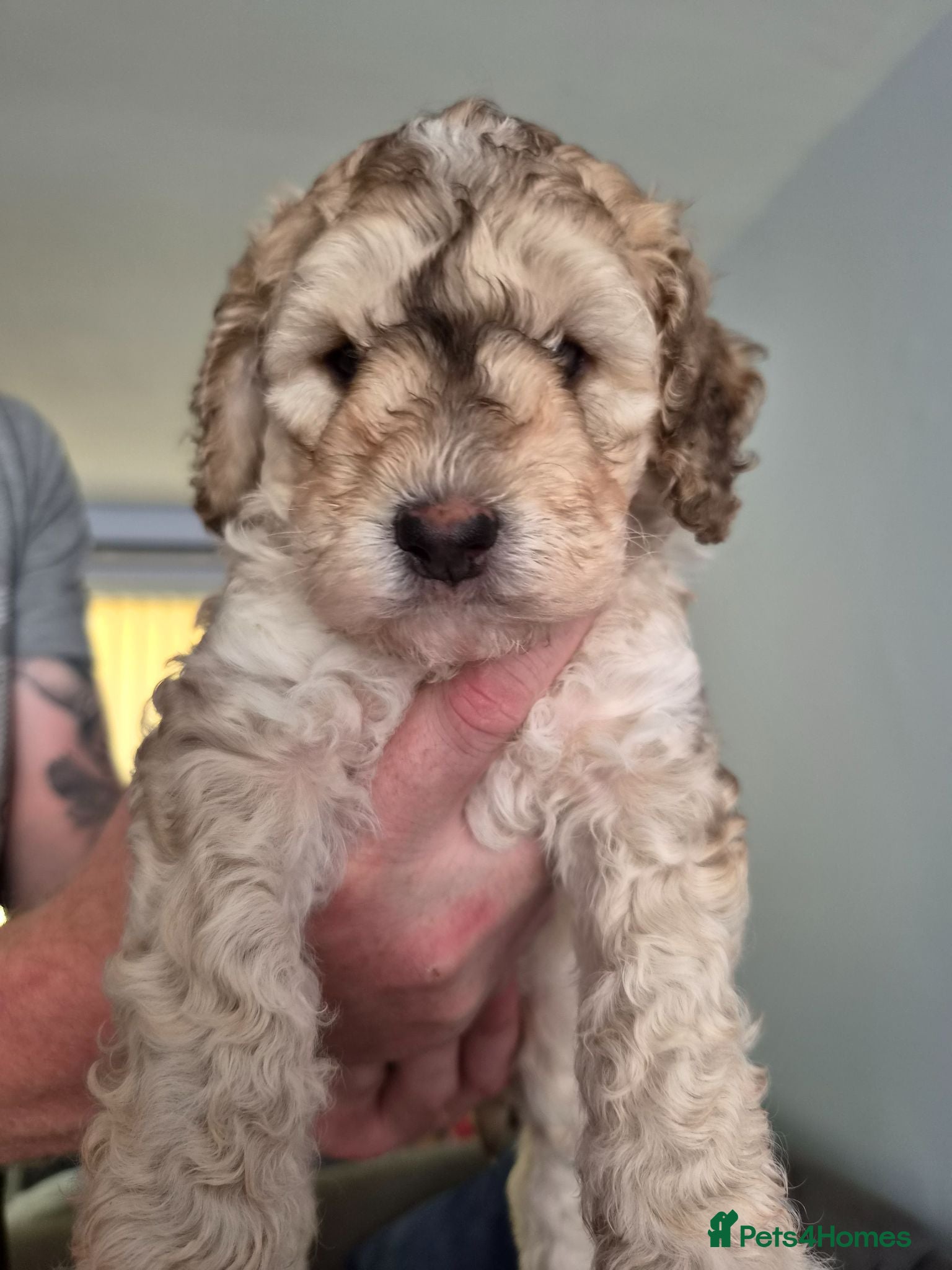 Cockapoo dogs 5 DNA clear, Beautiful Cockapoo Puppies - Advert 8