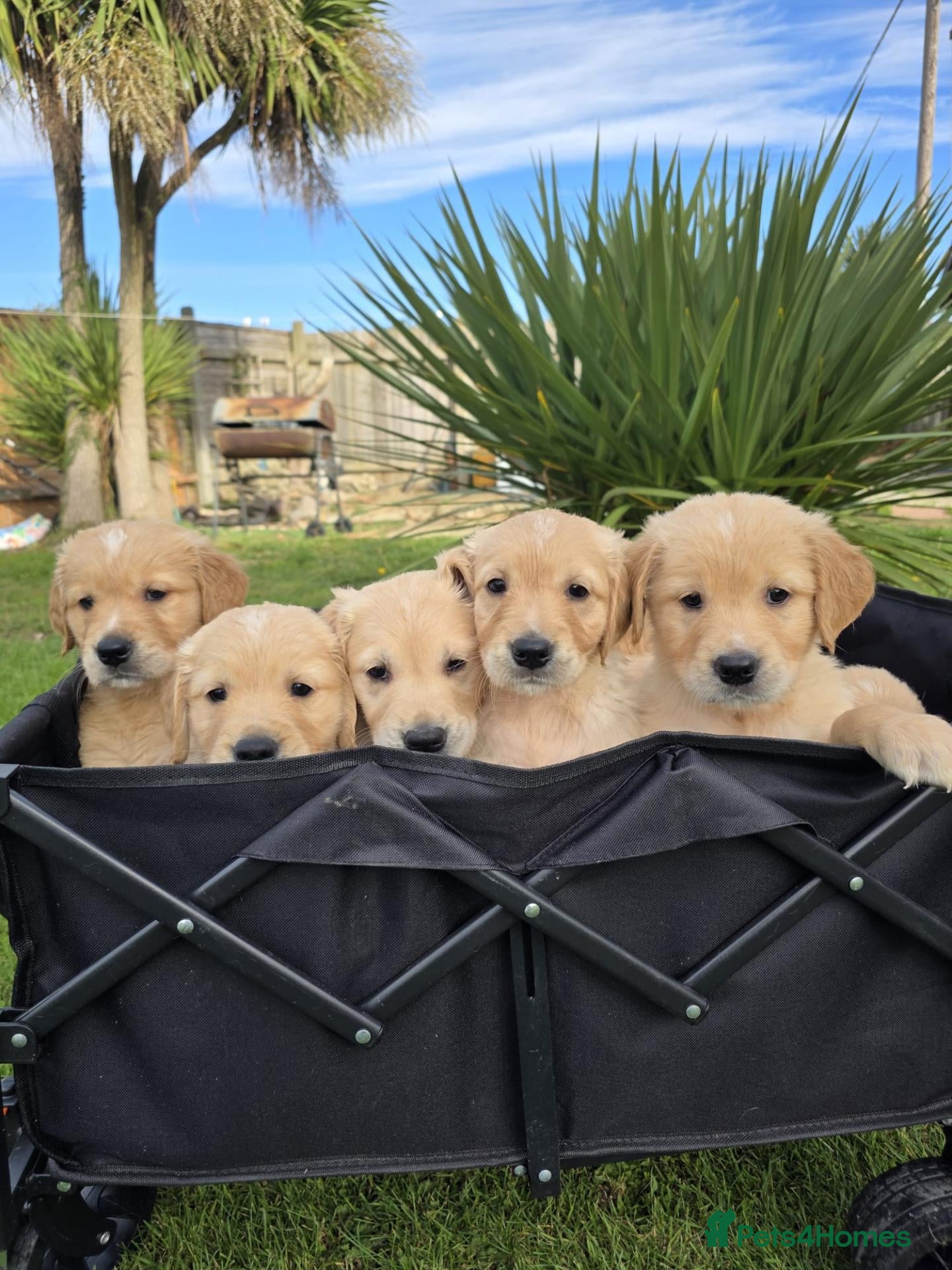 Golden Retriever dogs *Beautiful DNA clear kc reg Golden retriever pups* - Advert 1