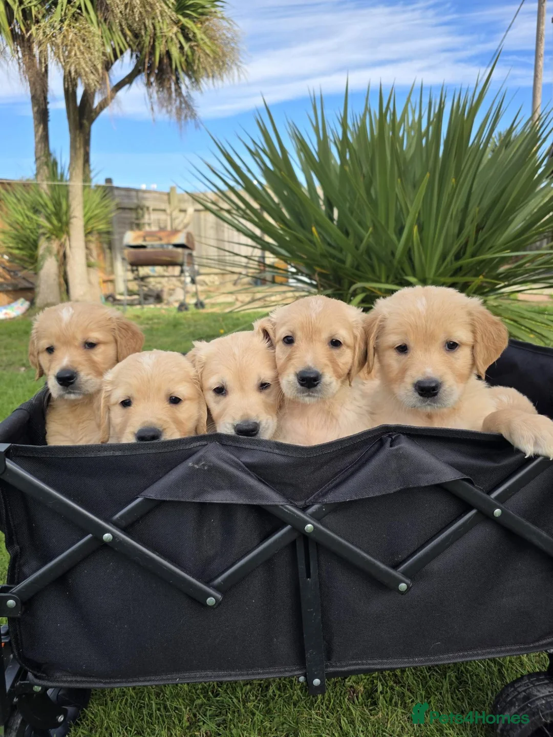 Golden Retriever dogs for sale: *Beautiful DNA clear kc reg Golden retriever pups* - Advert 1