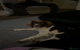 English Springer Spaniel dogs for sale: Full Male English springer spaniel - Image 2