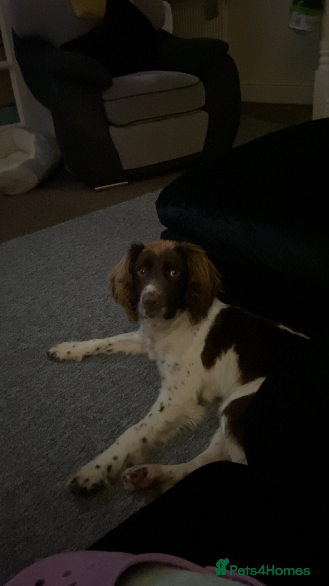 English Springer Spaniel dogs for sale: Full Male English springer spaniel - Image 2