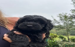 Cockapoo dogs for sale: Lovely litter cockapoo  - Image 23