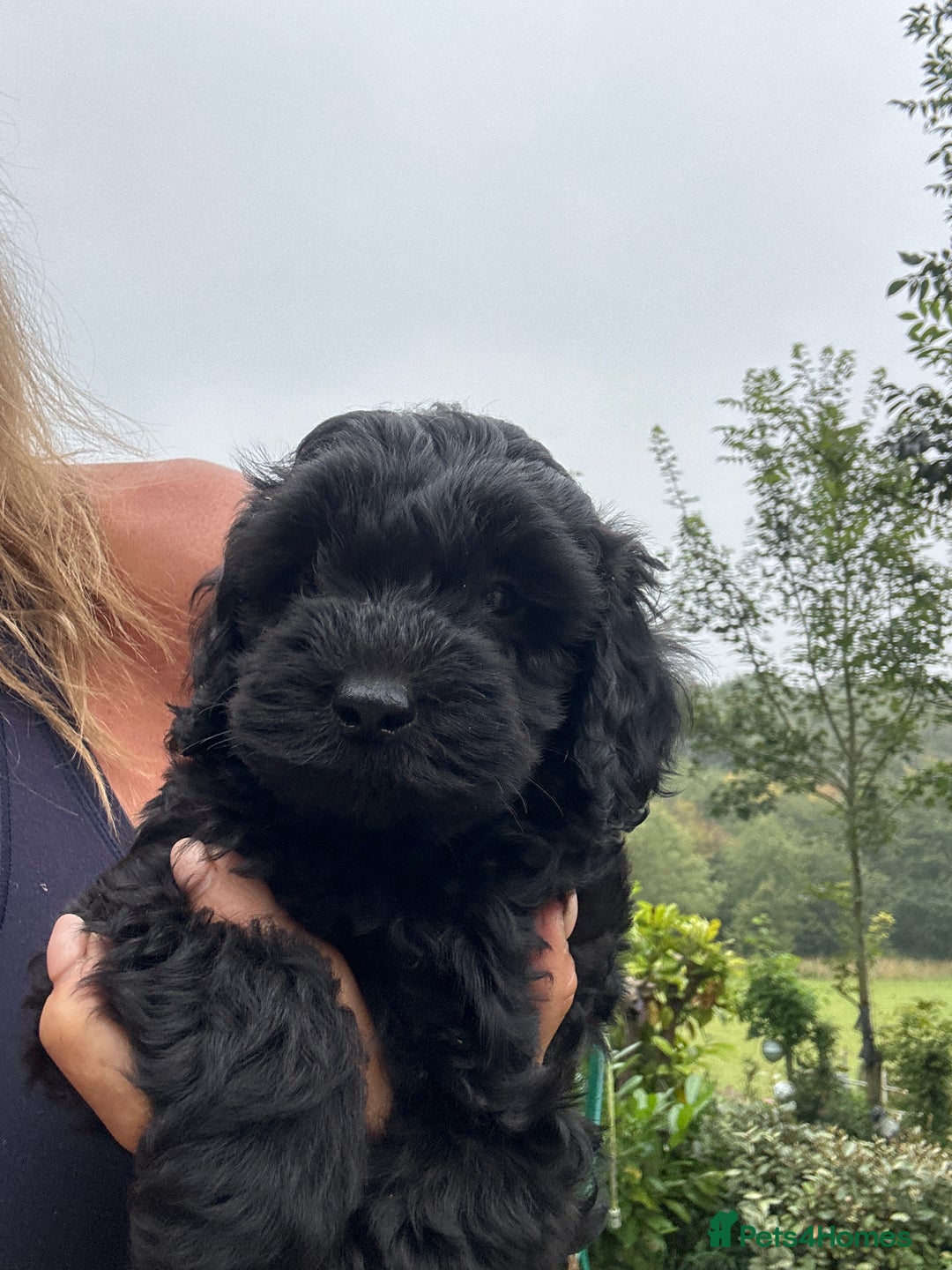 Cockapoo dogs for sale: Lovely litter cockapoo  - Image 23