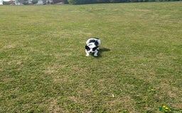 Border Collie dogs for sale: Luna  - Advert 4