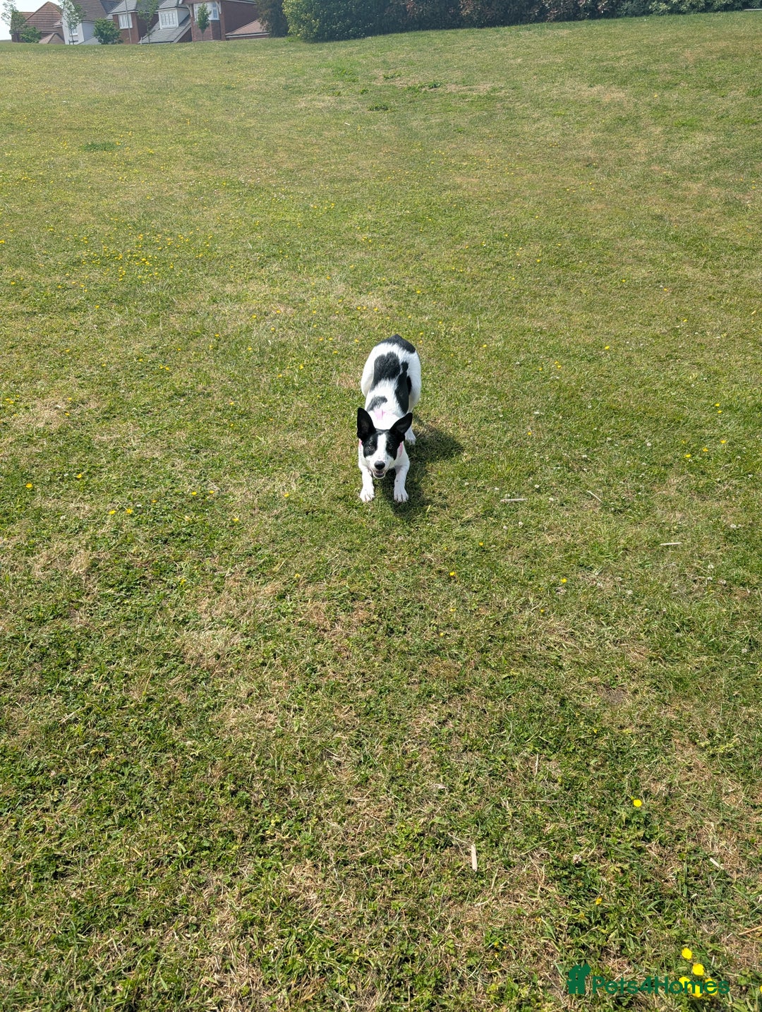 Border Collie dogs for sale: Luna  - Advert 4