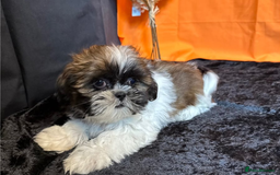 Shih Tzu dogs for sale: Adorable Shih Tzu Puppies – Ready for Loving Homes - Image 10