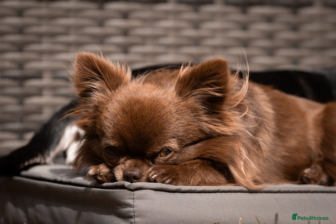 Chihuahua dogs for stud: ❤️ KC REG EXTENSIVELY HEALTH TESTED STUD ❤️ in London - Advert 23