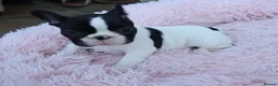 French Bulldog dogs for sale: KC reg. Crufts & International Champion breeding  in Baldock - Advert 6