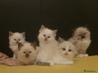 Ragdoll cats Cute ragdoll kittens available soon - Advert 13