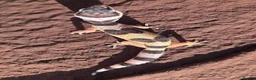 Gecko reptiles for sale: Crested & leopard gecko babies - Advert 4