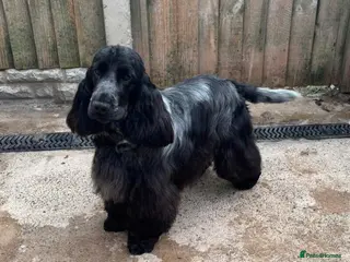 Cocker Spaniel dogs Show Cocker KC Registered Health Tested - Advert 1