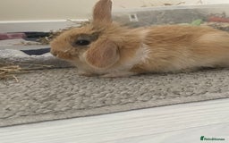 Mini Lion Lop rabbits for sale: Rabbit for sale - Image 7