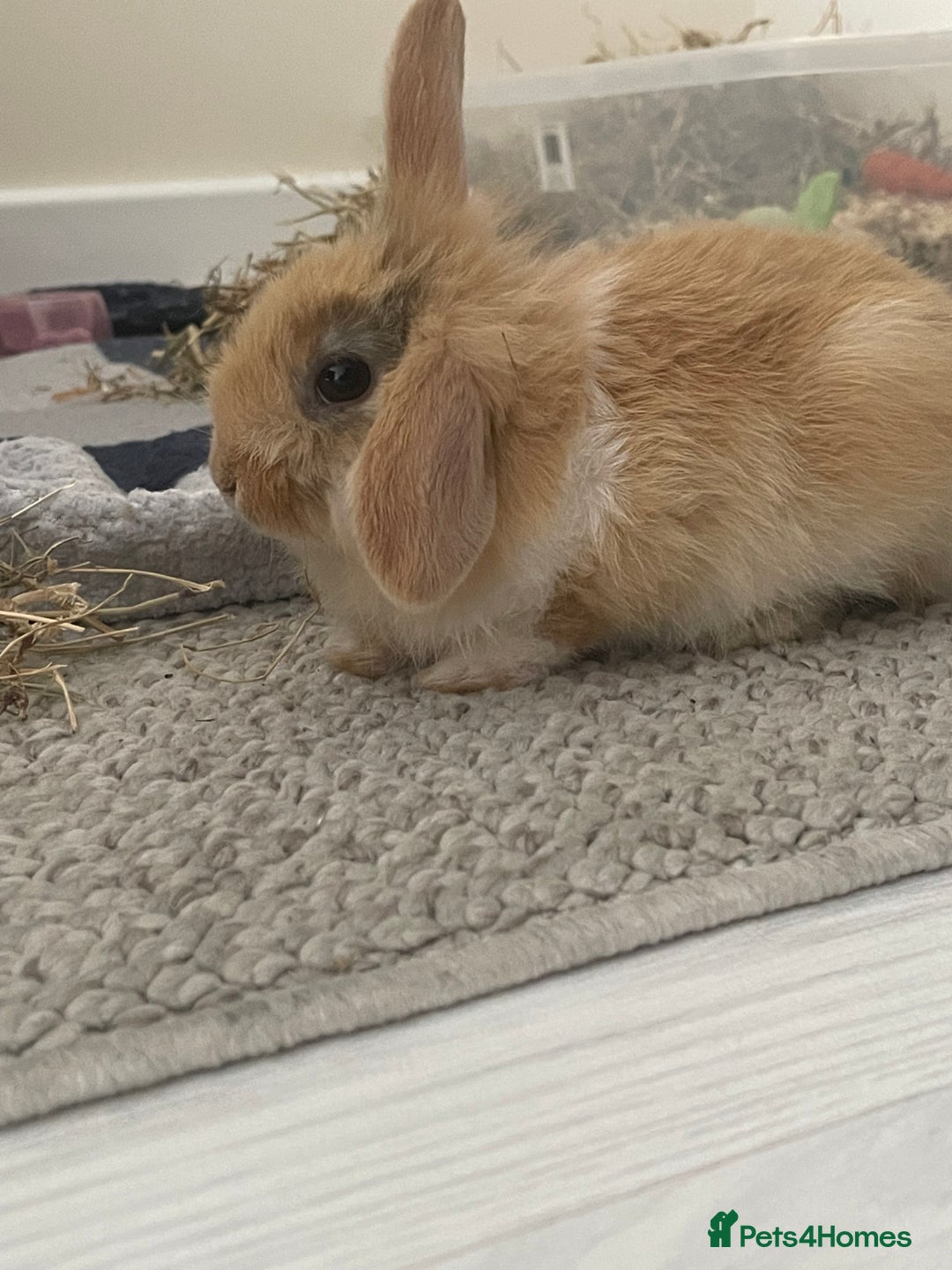 Mini Lion Lop rabbits for sale: Rabbit for sale - Image 7