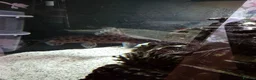 Plecos fish for sale: Pleco plus full set up tank in Birmingham - Advert 3
