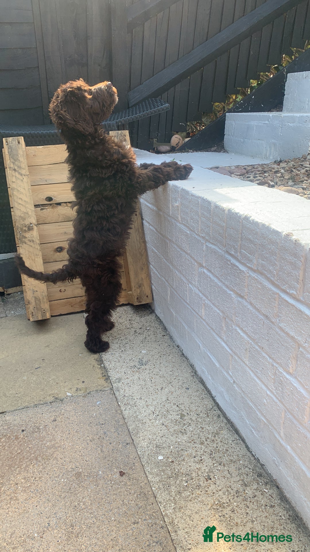 Cockapoo dogs for sale: 1 year old male cockapoo  - Advert 10