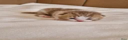 British Shorthair cats for sale: British shorthair kittens - Advert 10