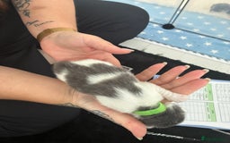Norwegian Forest Cat cats for sale: Norwegian Forest cat x Scottish straight - Image 7