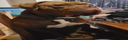 Dogue De Bordeaux dogs for sale: Dogue De Bordeaux looking for a new loving home  - Advert 5