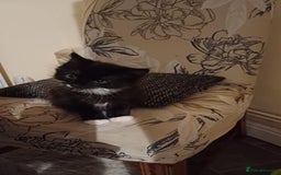 Mixed Breed cats for sale: Black and white adorable and very friendly kitten  in Newton Abbot - Image 9