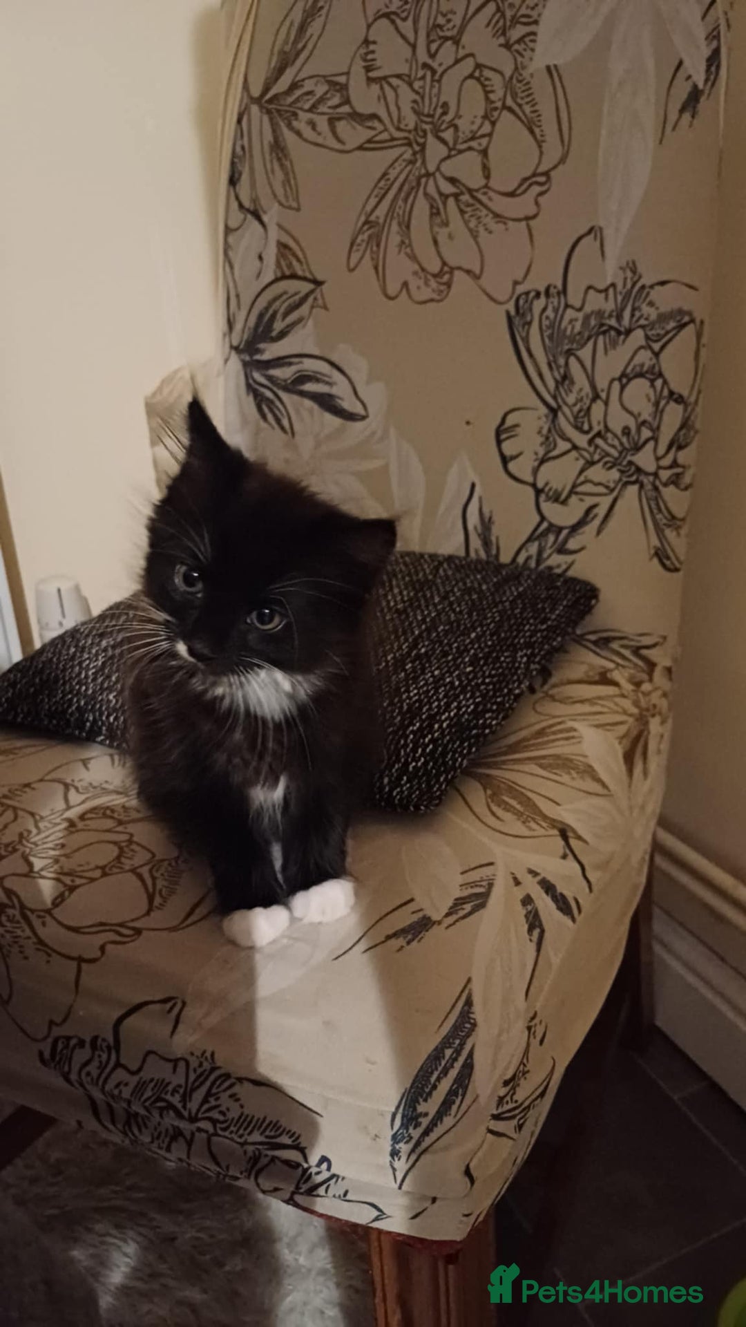 Mixed Breed cats for sale: Black and white adorable and very friendly kitten  in Newton Abbot - Image 9