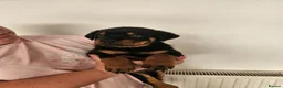Rottweiler dogs for sale: Rottweiler puppies - Advert 11