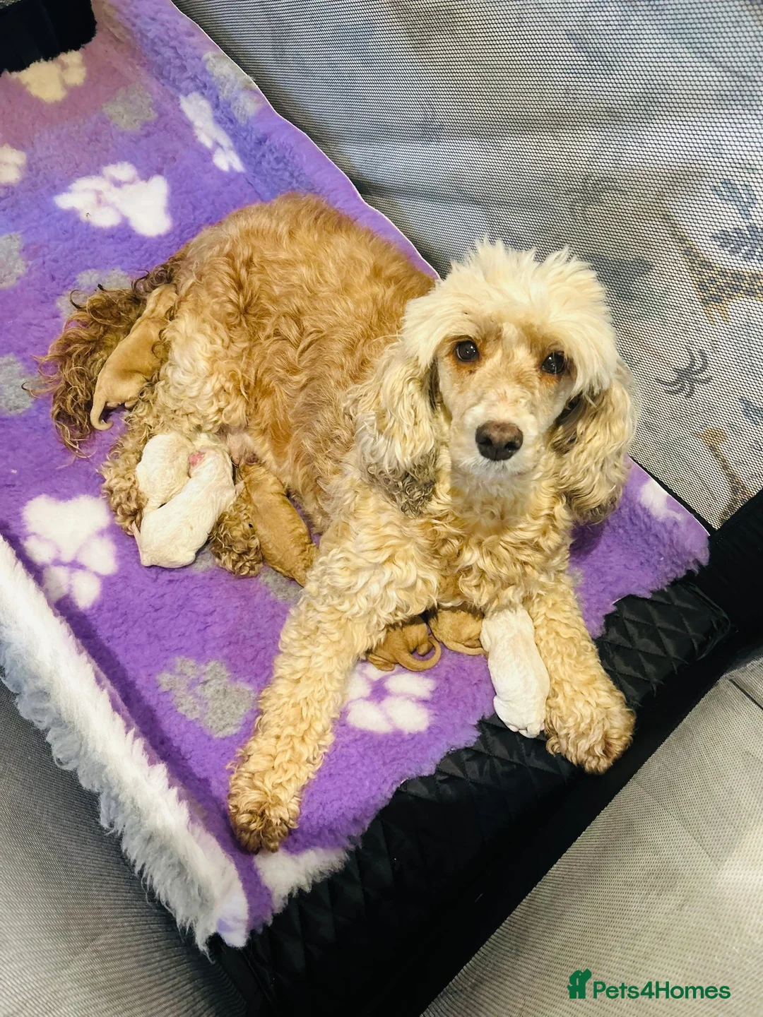 Cockapoo dogs for sale: F1b stunning cockapoos  - Advert 2