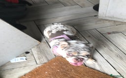 English Bulldog dogs for sale: Loving English looking for home - Image 2