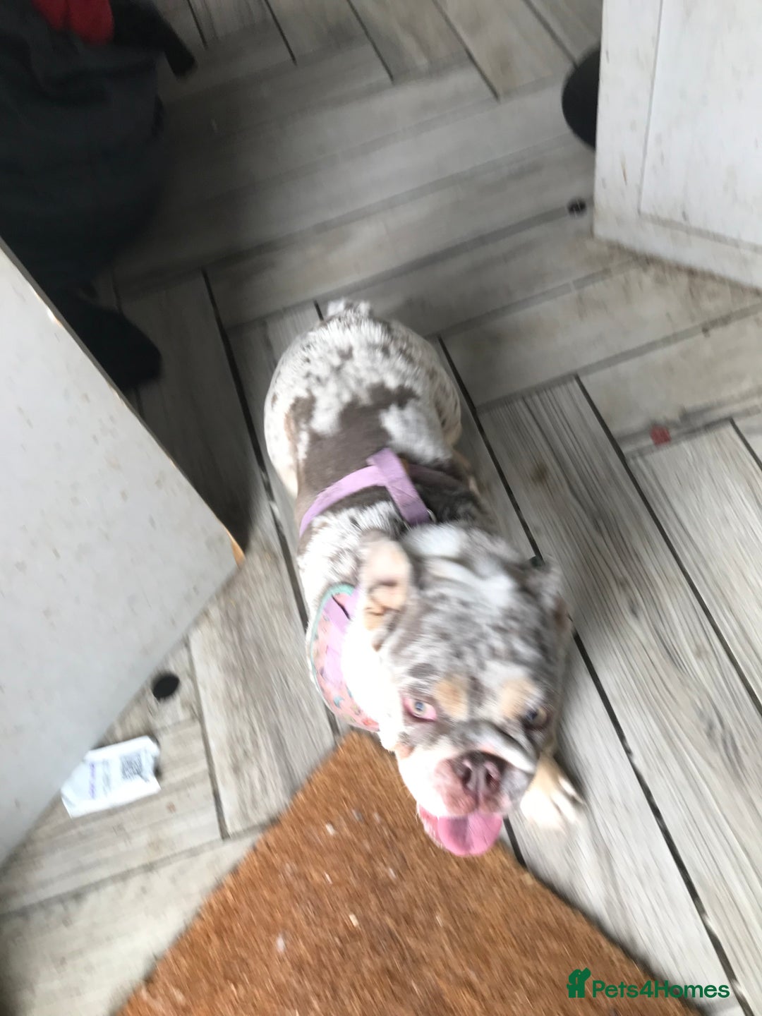 English Bulldog dogs for sale: Loving English looking for home - Image 2