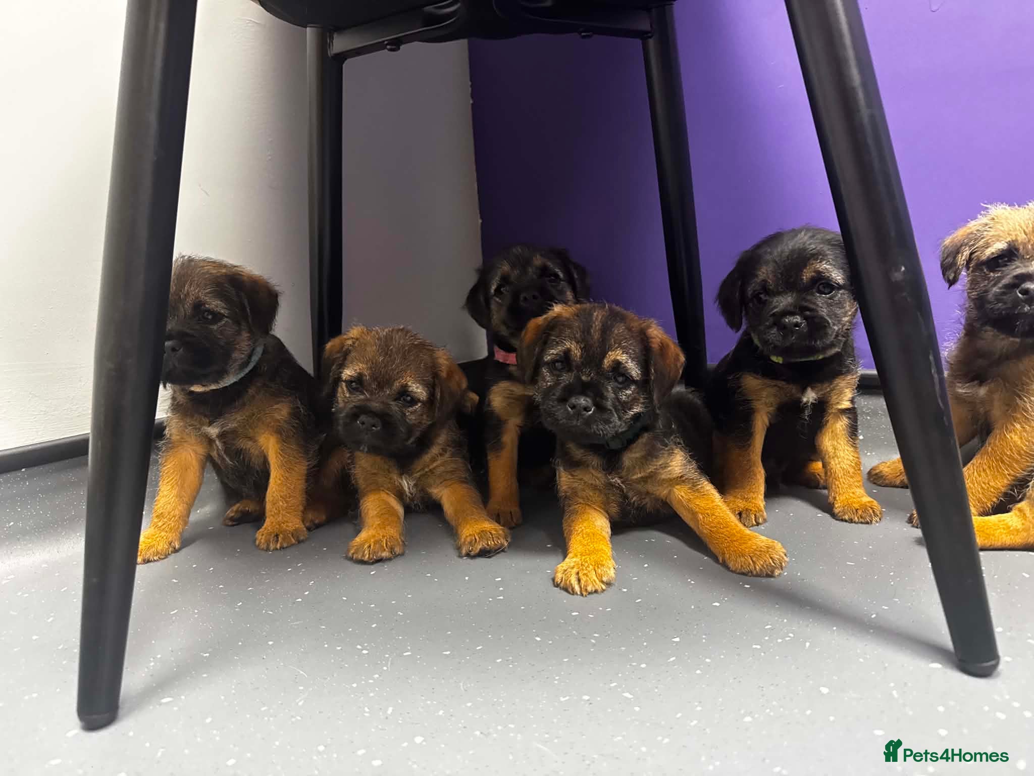 Border Terrier dogs Pedigree K C Reg Border Terrier Puppies for sale - Advert 2