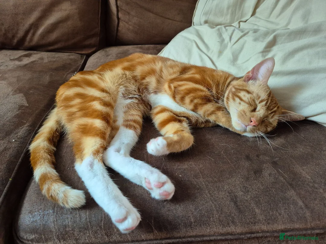 Domestic Shorthair cats for sale: Garfield - Advert 1