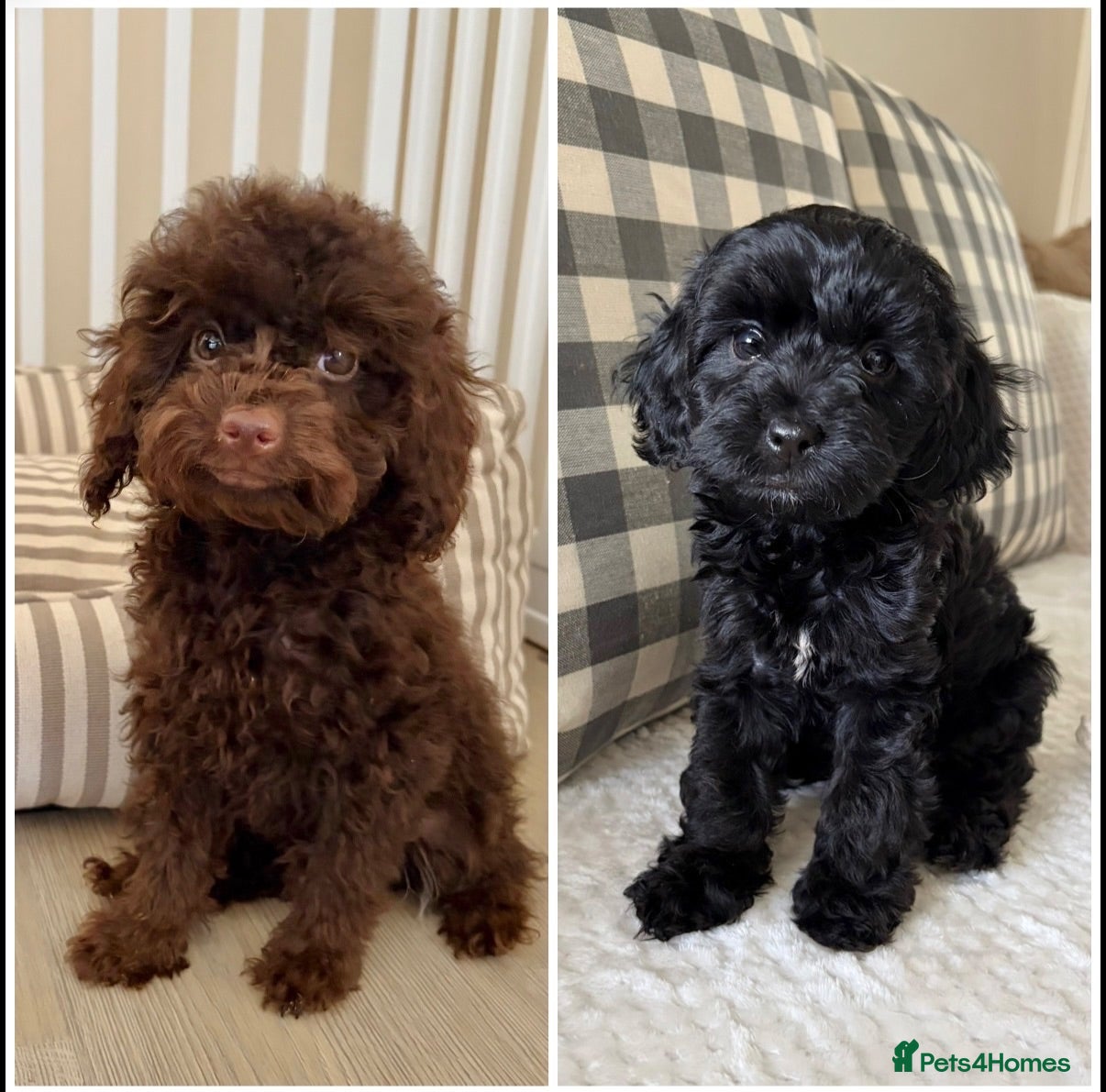 Cockapoo dogs Health tested cockapoo puppies  - Advert 1
