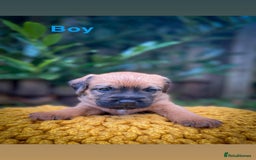Border Terrier dogs for sale: Border Terrier - Image 3