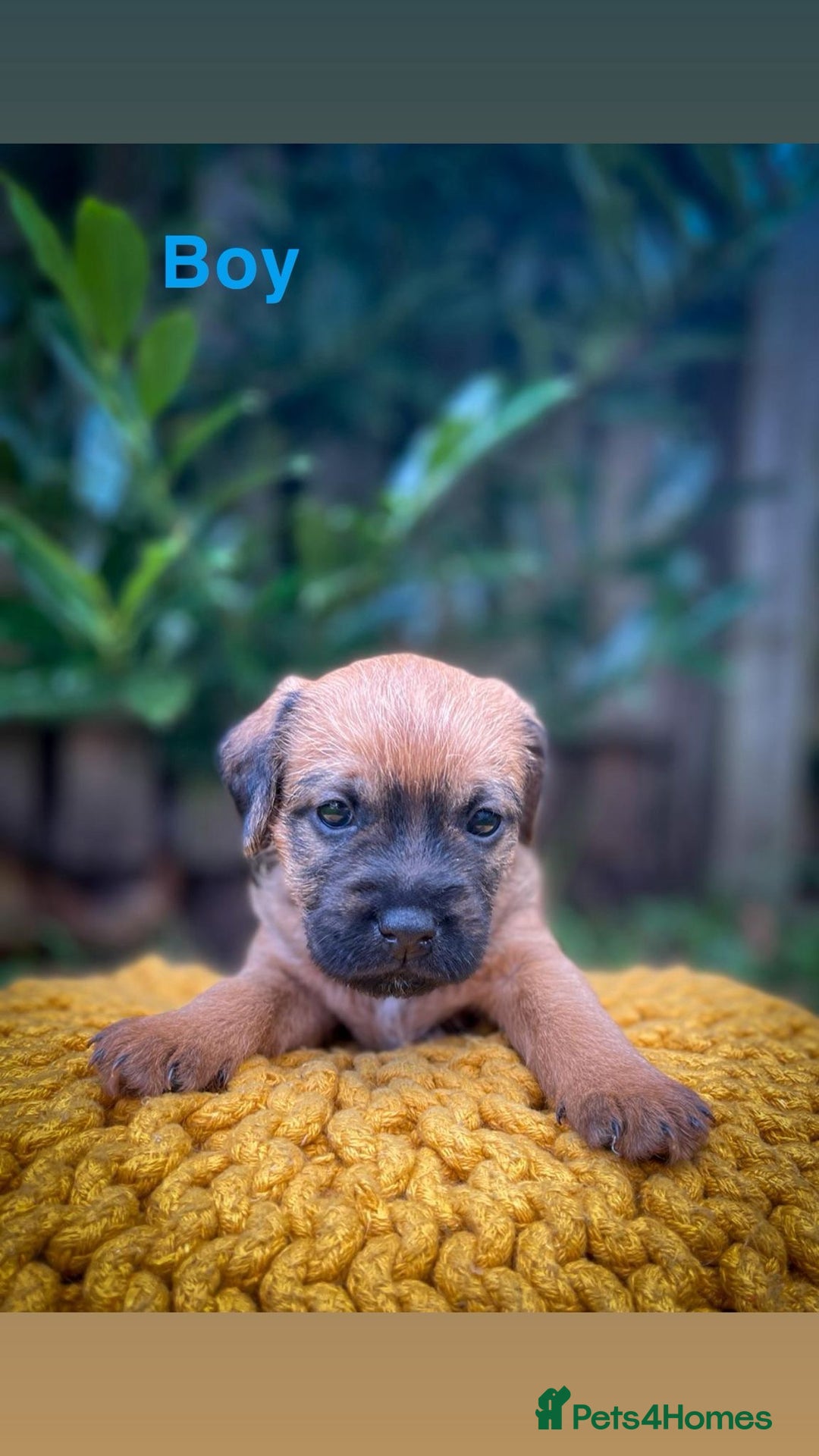 Border Terrier dogs for sale: Border Terrier - Image 3