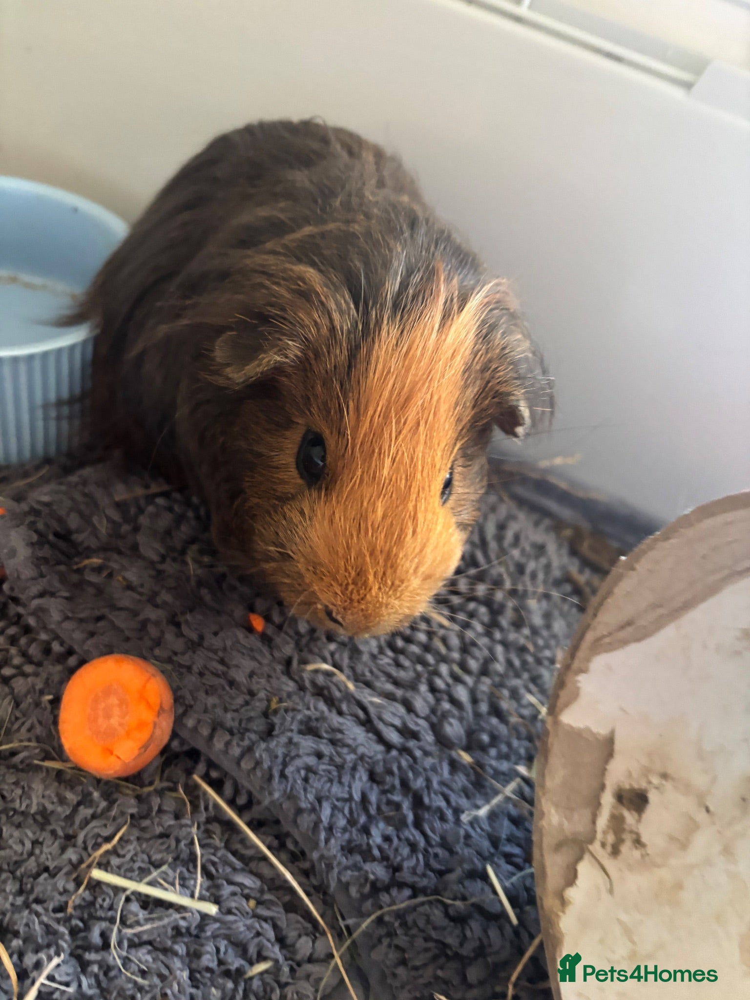 Guinea Pig rodents 2 x 4 month old guinea pigs  - Advert 1