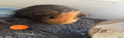 Guinea Pig rodents for sale: 2 x 4 month old guinea pigs  in Bedford - Advert 1