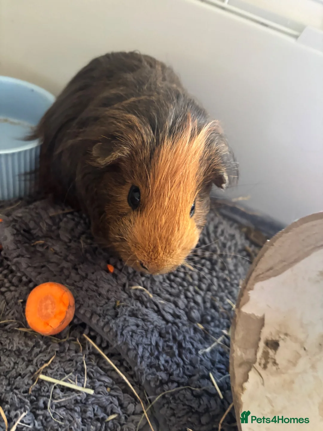 Guinea Pig rodents for sale: 2 x 4 month old guinea pigs  in Bedford - Advert 1