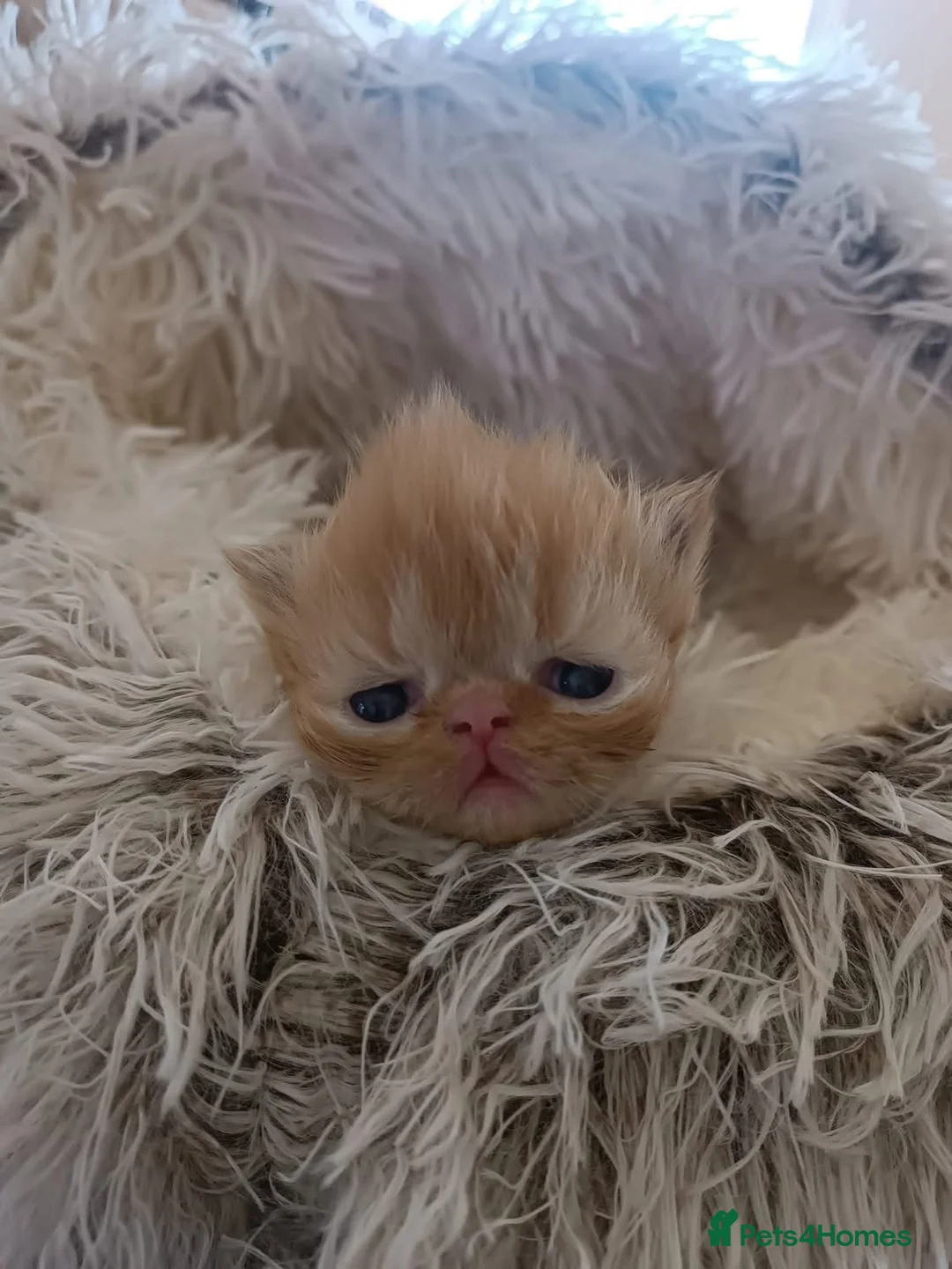 Persian cats for sale: Stunning Red Female Persian - Advert 2