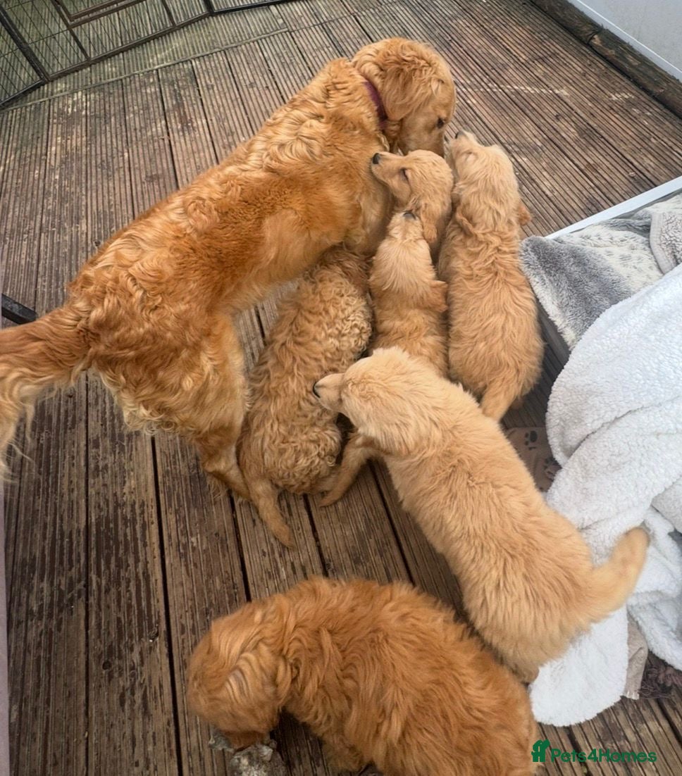 Goldendoodle dogs Beautiful health checked small retriever xdoodles  in Oswestry - Advert 4