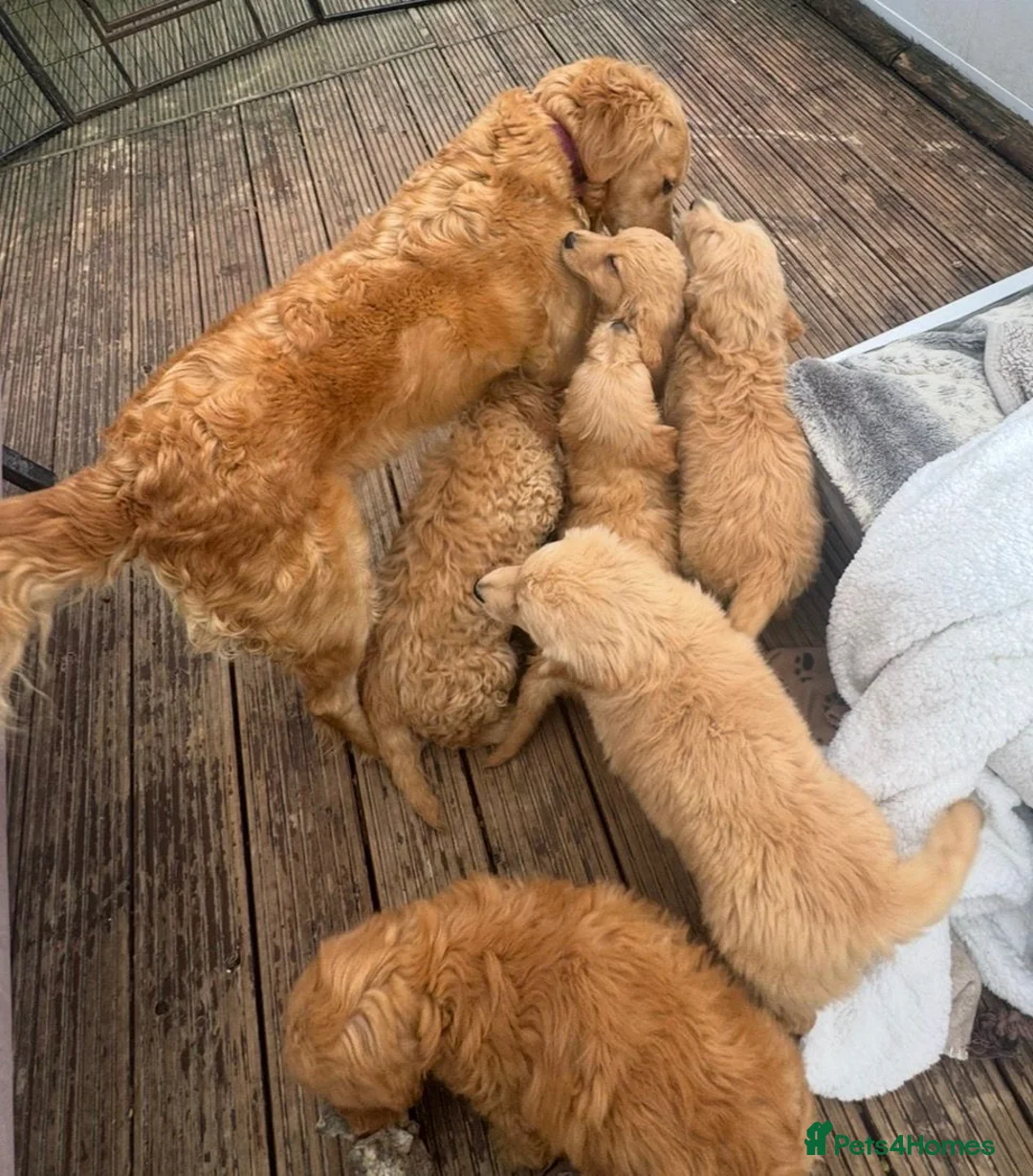 Goldendoodle dogs for sale: Beautiful health checked small retriever xdoodles  in Oswestry - Advert 1